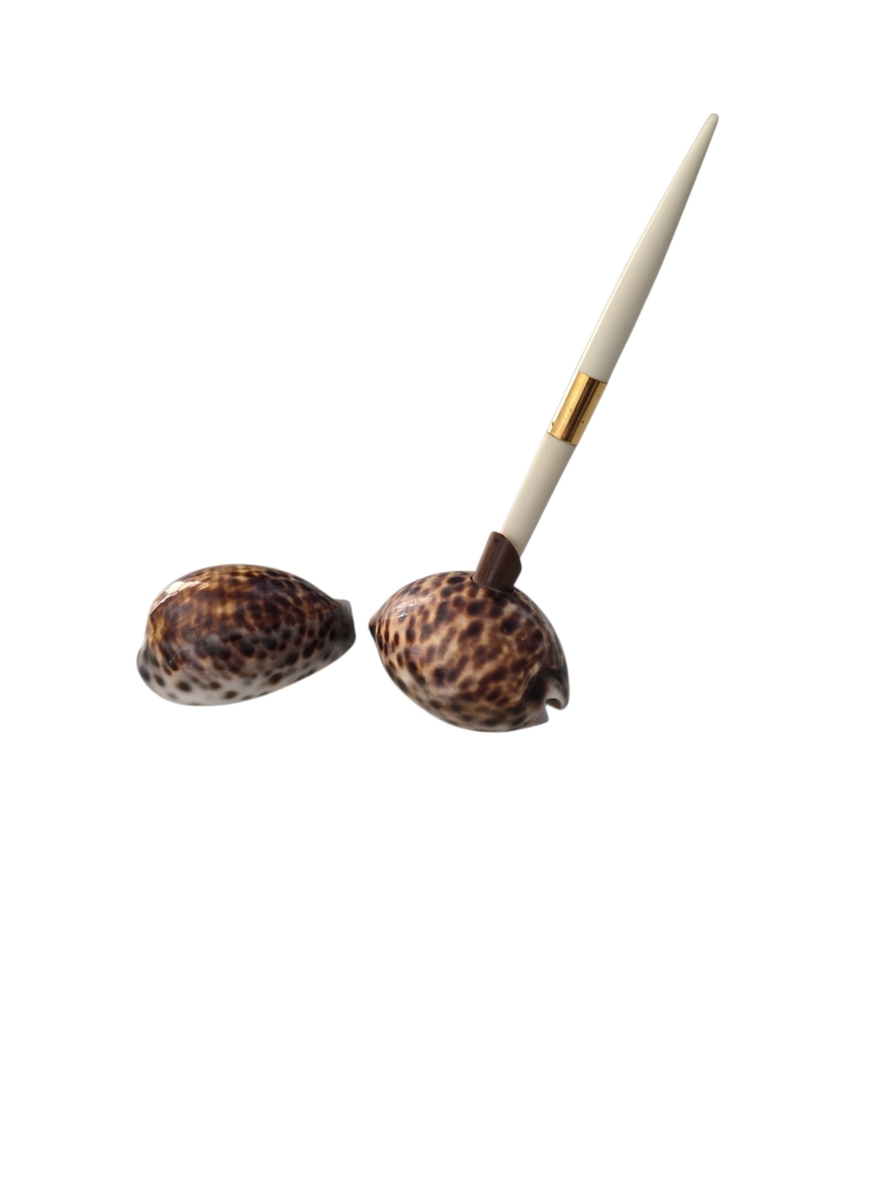 2 Tiger Cowrie Shells One Magnet and One Pen Holder Pen Does Not Write Decor